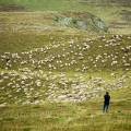 001702 Berger surveillant ses moutons (Ovis aries) au col de la Croix Saint-Robert dans le massif du Sancy (Puy-de-Dme (63), France).