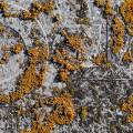 001729 Lichen parmlie des murailles (Xanthoria parietina) colonisant un couvercle de poubelle en matire plastique renforc de fibres de verre (Puy-de-Dme (63), France).
