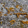 001730 Lichen parmlie des murailles (Xanthoria parietina) colonisant un couvercle de poubelle en matire plastique renforc de fibres de verre (Puy-de-Dme (63), France).
