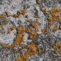 001731 Lichen parmlie des murailles (Xanthoria parietina) colonisant un couvercle de poubelle en matire plastique renforc de fibres de verre (Puy-de-Dme (63), France).