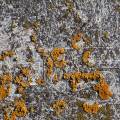 001732 Lichen parmlie des murailles (Xanthoria parietina) colonisant un couvercle de poubelle en matire plastique renforc de fibres de verre (Puy-de-Dme (63), France).
