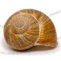 001744 Escargot de Bourgogne (Helix pomatia). Prise de vue en studio sur fond blanc (France).