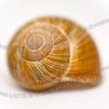 001745 Escargot de Bourgogne (Helix pomatia). Prise de vue en studio sur fond blanc (France).