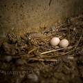001765 Deux oeufs de pigeon (Columba livia) dans leur nid. Les pigeons ont profit d'une fentre casse pour aller nicher dans l'escalier d'une maison abandonne (France).