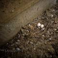 001766 Deux oeufs de pigeon (Columba livia) dans leur nid. Les pigeons ont profit d'une fentre casse pour aller nicher dans l'escalier d'une maison abandonne (France).