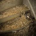 001767 Deux oeufs de pigeon (Columba livia) dans leur nid. Les pigeons ont profit d'une fentre casse pour aller nicher dans l'escalier d'une maison abandonne (France).