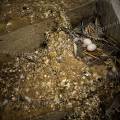 001768 Deux oeufs de pigeon (Columba livia) dans leur nid. Les pigeons ont profit d'une fentre casse pour aller nicher dans l'escalier d'une maison abandonne (France).