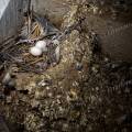 001769 Deux oeufs de pigeon (Columba livia) dans leur nid. Les pigeons ont profit d'une fentre casse pour aller nicher dans l'escalier d'une maison abandonne (France).